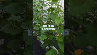 👀 35 HSS / 30 HST / 3 HSP 🌱 The Blues 🍈#agrowisata #greenhouse #melon #hidroponik #satriafarm
