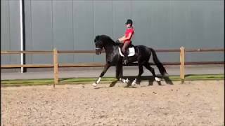 L'étalon approuvé Jarville (Ferdeaux*Jazz) vendu en France