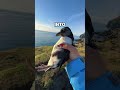 My Favorite Icelandic Tradition Puffling Season Iceland Puffins Puffling Icelandnature