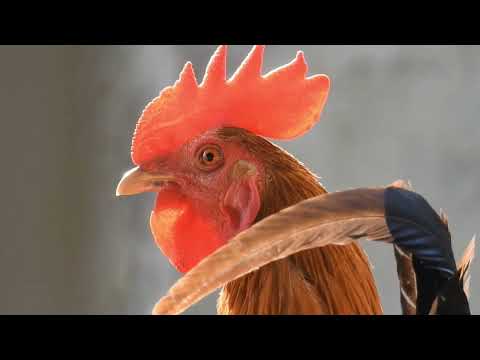 30 different roosters crowing  -Krähruf der Hähne von 30 verschiedenen Hühnerrassen im Vergleich.