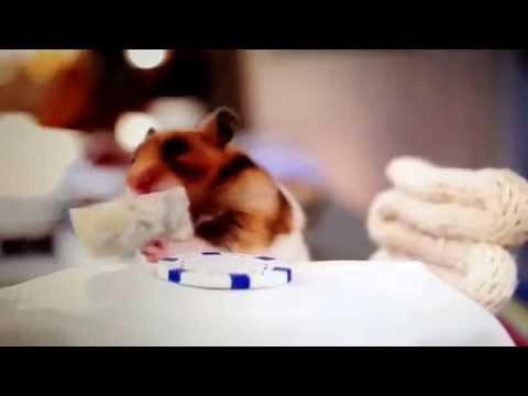 tiny hamsters eating tiny burritos Small Smalls Hamster Lunch (original tune)