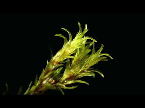 Magic moss! Racomitrium aquaticum absorbing water