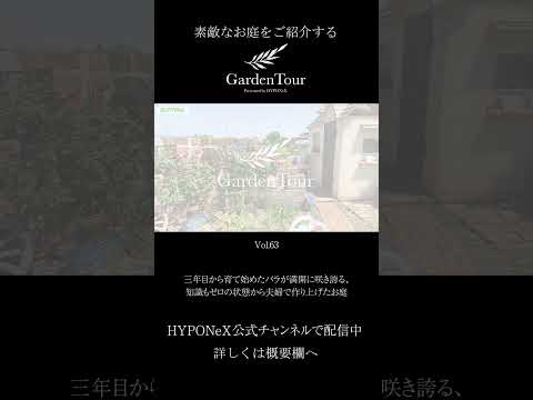 plantes-couvre-sol-gazon-pierre-arbres-géants-ambiance