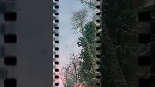 Lo-fi remix on the amity affliction “don’t lean on me” #lofigirl #chillmusic #theamityaffliction