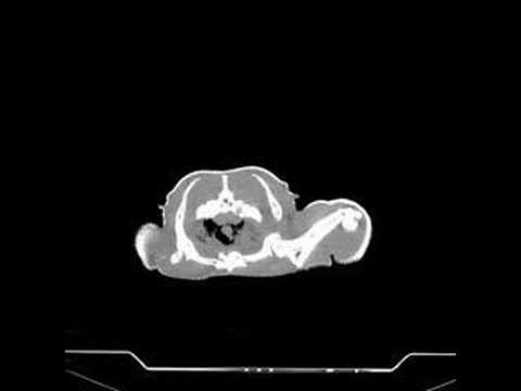 YouTube Video bvOPEfMvuoQ