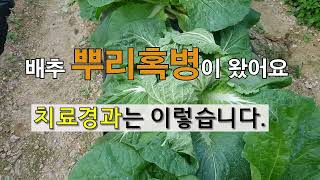 김장배추 뿌리혹병이 왔어요 치료 경과는 이렇습니다. #주말농장 텃밭 가꾸기
