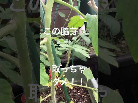 ジューシーな果実を得るためにトマトの植物をいつ、どのように正しく剪定すればよいでしょうか?  庭園