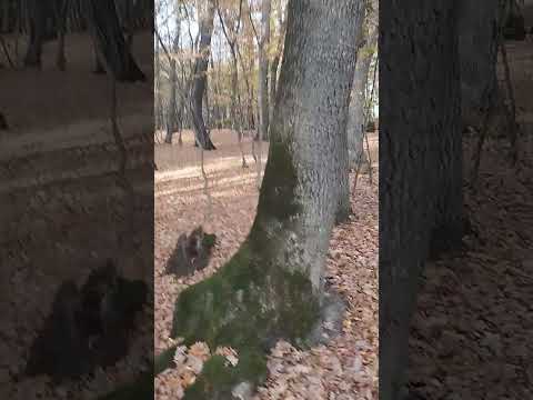 O toamna blândă prin pădurea de langa satul Ghijasa de Sus, jud.Sibiu, Romania Transilvania