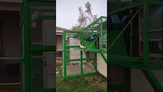 El Moro Pigeon Show Short.     &quot;Start your own White Dove Release Business&quot;.