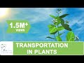 Transportation In Plants