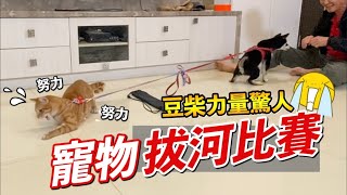 [問題] 這樣是虐貓  還是我想太多