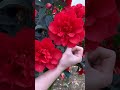 Unusual Red  Camellia What A Beauty #satisfying #shortsvideo