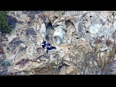California Condors Get Territorial In Huttons Bowl – Oct. 11, 2021