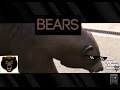 Bear 5