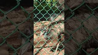 Download lagu ഒട്ടകപക്ഷി thiruvananthapuram zoo animals video part 3 (ASHIK's FAMILY) mp3 Download lagu ഒട്ടകപക്ഷി thiruvananthapuram zoo animals video part 3 (ASHIK's FAMILY) mp3