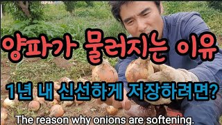 양파 마늘 1년 내내 싱싱하게 저장하는 방법 The reason why onions are softening…