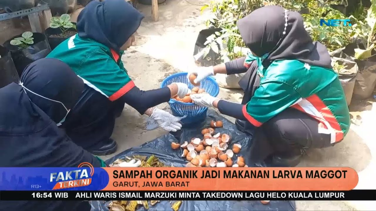 Ibu-Ibu Belajar Olah Sampah Organik Dengan Budidaya Maggot - Fakta Terkini