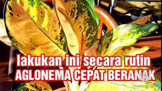 Download lagu AGLONEMA GROWS QUICKLY, DO THIS ROUTINELY mp3