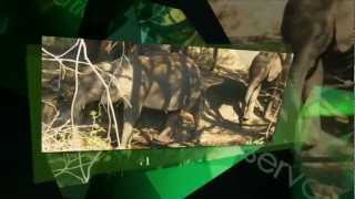 WE are ONE ... (WEF Promo)