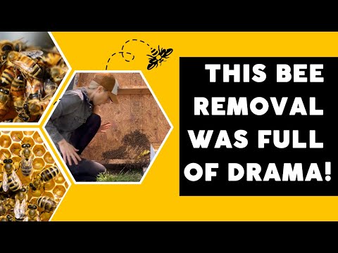 , title : 'This Bee Removal was Full of Drama'