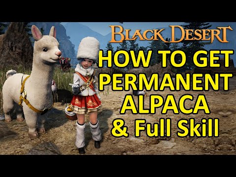 Guide How to Get Permanent Fwuzzy Alpaca & Trick to Get Full Skill (Black Desert Online) Liama Mount