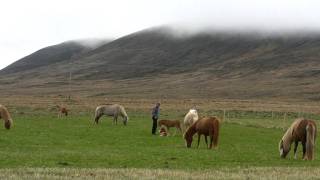 preview picture of video 'Sto och föl vilar islandshästar'