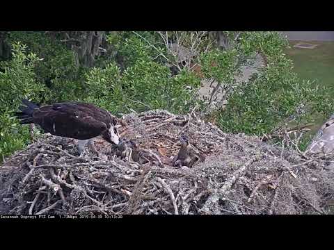 Fish Delivery And Long Feeding For Three Osprey Chicks In Savannah – April 30, 2019