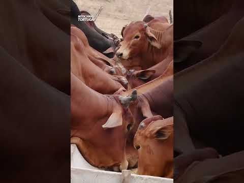 Pecuária baiana e nordestina vai conhecer a nova linha Fosbovi® | Noticiário Tortuga
