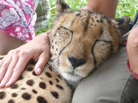 Cheetah Purring - A Cute Big Cat Videos Compilation