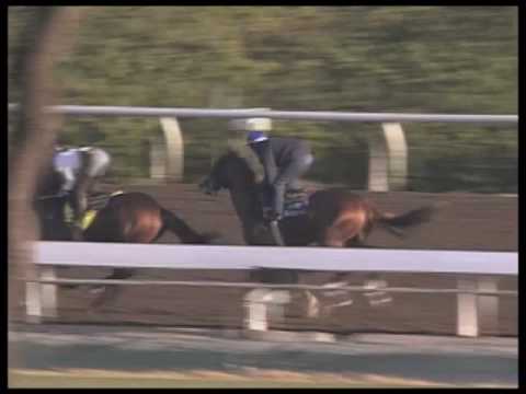 GODOLPHIN FEATURE BC09