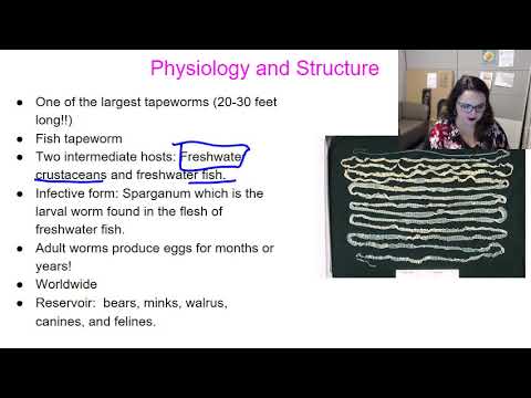 structura paraziților macro dysbiosis and leaky gut