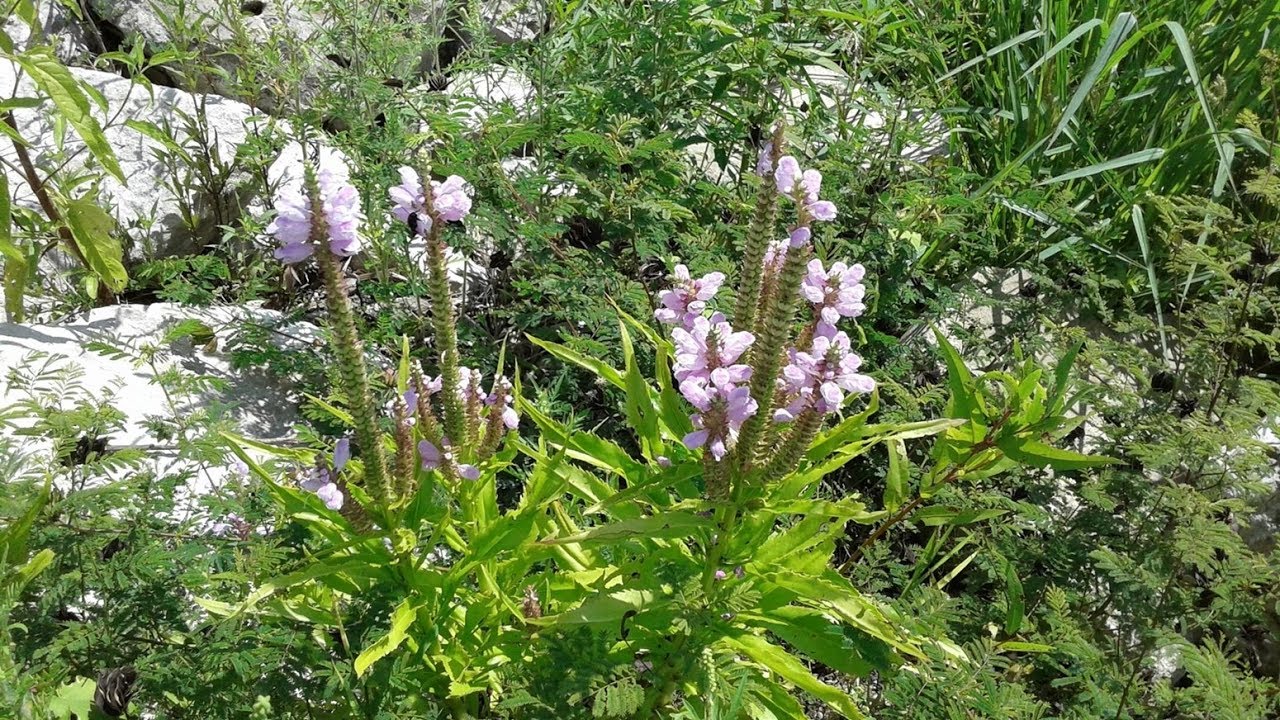 Glorious, Stupendous Nature