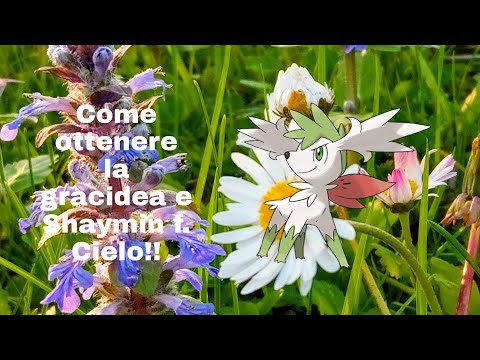 Come ottenere la Gracidea e Shaymin Forma Cielo!