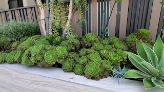 Using Succulents in Your Garden for Beauty and Excitement