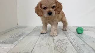 アメリカンコッカースパニエルの動画01