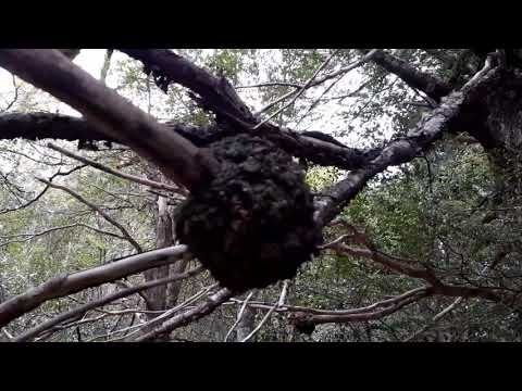 Los nudos de coihues