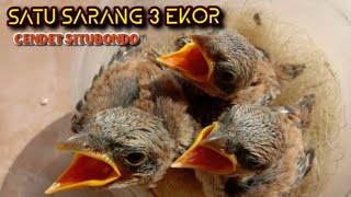 Download lagu ciri - ciri cendet bermental bagus || cendet situbondo mp3