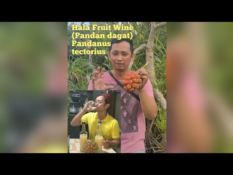How to make Hala Fruit Wine in 13 days (screwpine, pandan dagat, pandanus) Pandanus tectorius