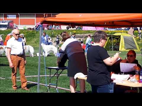 Hamina Nord 20.05.2018 / Tiibetinterrieri pennut