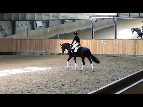 Blue Hors Fortron by For Romance II/Desperados & Total McLaren by Totilas/De Niro