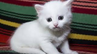 Turkish Angora Cat Facts,Size, Appearance and Behavior,Reproduction, Babies & Lifespan