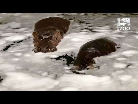 download lagu mp3 mp4 Smocked Birthday Bubble, download lagu Smocked Birthday Bubble gratis, unduh video klip Smocked Birthday Bubble