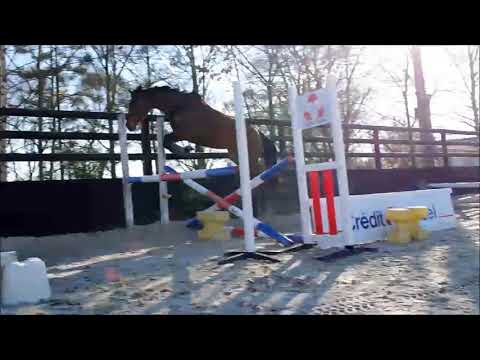 Feeling Sun – Jument AQPS – Née en 2015 – Env.1m58 – Par Sri Putra & Quick Sun (Video Rock)