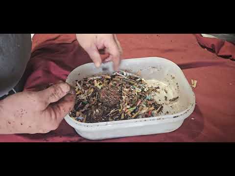 Resetting the red wiggler breeder bin 08/03/24