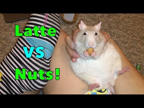 Latte VS Nuts