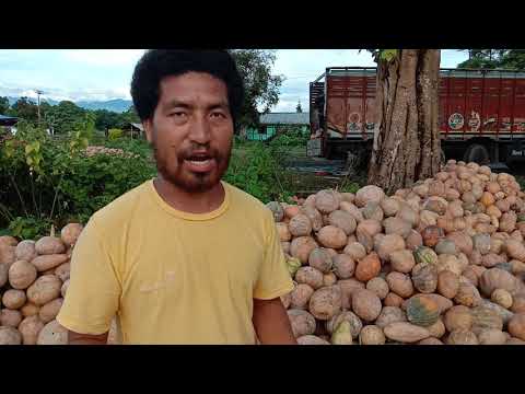 MEDO (in LOHIT) bumper harvest of Pumpkin sign of Agriculture hub