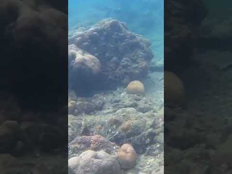 UNDER WATER WORLD # ANDAMAN SEA #YTSHORT