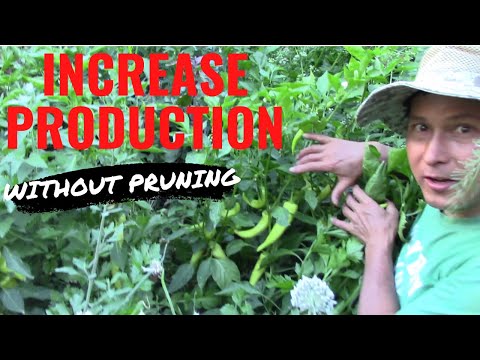 , title : '10 Best Ways to Increase Pepper Production Without Pruning'