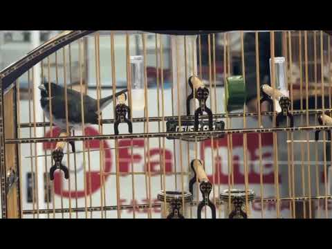 COLEIRO DONO DO MORRO 3° LUGAR COM 241  CANTOS NO NACIONAL COBRAP, ETAPA PARANÁ !