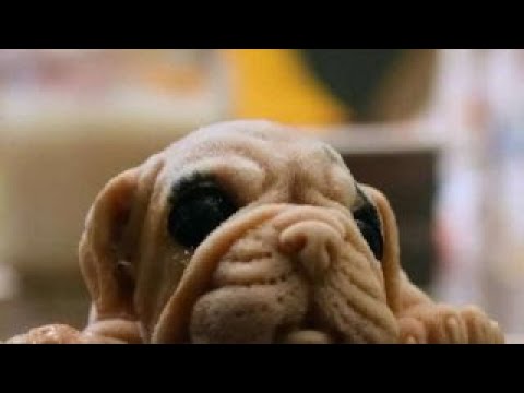 Ice cream puppy melting hearts at restaurant in Taiwan?